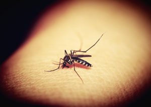 Dengue is a viral infection transmitted to humans by the bite of mosquitoes. The primary vectors that transmit the disease are female mosquitoes of the species Aedes aegypti mosquitoes and, to a lesser extent, Ae. albopictus.