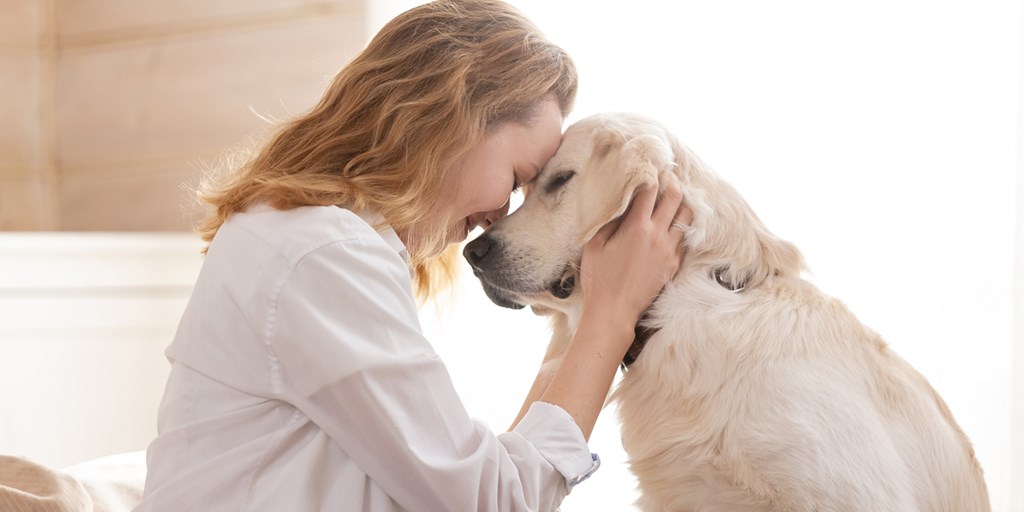 harvard study finds that dogs often dream about their owner
