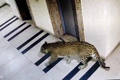 leopard in Bengaluru