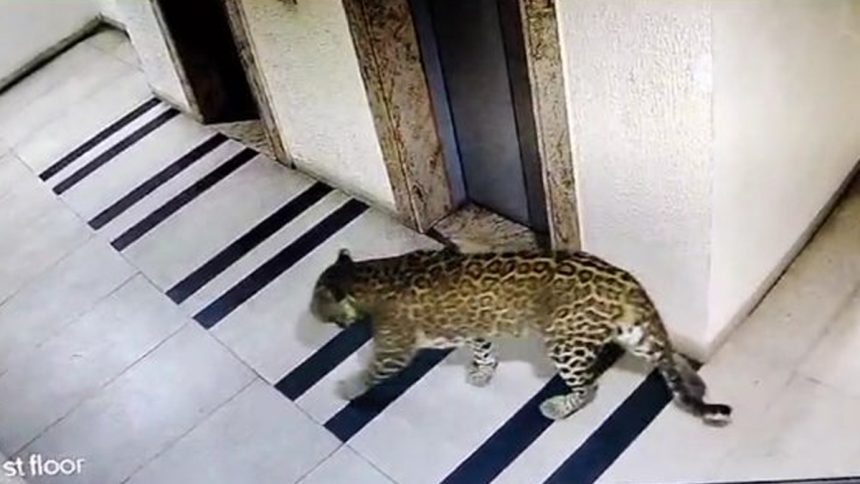 leopard in Bengaluru